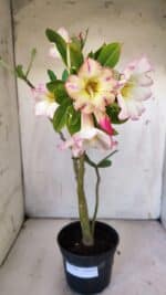 Planta Simples 2866  – 35cm – 03 anos - Imagem 2