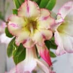 Planta Simples 2866  – 35cm – 03 anos