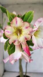 Planta Simples 2866  – 35cm – 03 anos