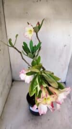 Planta Simples 2866  – 35cm – 03 anos - Imagem 4