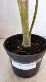 Planta Simples 2866  – 35cm – 03 anos - Imagem 7