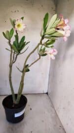 Planta Simples 2866  – 35cm – 03 anos - Imagem 6