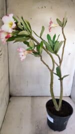 Planta Simples 2866  – 35cm – 03 anos - Imagem 5