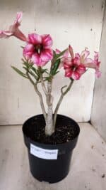 Planta Simples 2867  – 35cm – 03 anos - Imagem 2