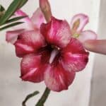 Planta Simples 2867  – 35cm – 03 anos