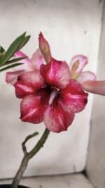 Planta Simples 2867  – 35cm – 03 anos