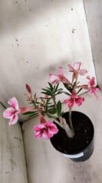 Planta Simples 2867  – 35cm – 03 anos - Imagem 6