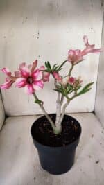 Planta Simples 2867  – 35cm – 03 anos - Imagem 4