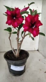 Planta Simples 2868  – 30cm – 02 anos - Imagem 2