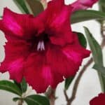 Planta Simples 2868  – 30cm – 02 anos