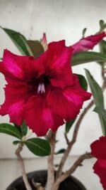 Planta Simples 2868  – 30cm – 02 anos