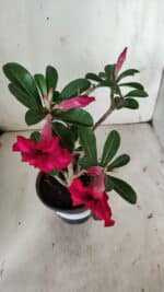 Planta Simples 2868  – 30cm – 02 anos - Imagem 4