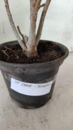 Planta Simples 2868  – 30cm – 02 anos - Imagem 7