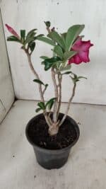 Planta Simples 2868  – 30cm – 02 anos - Imagem 6