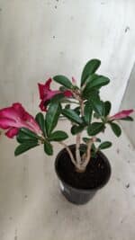 Planta Simples 2868  – 30cm – 02 anos - Imagem 5