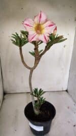 Planta Simples 2869  – 30cm – 02 anos - Imagem 2