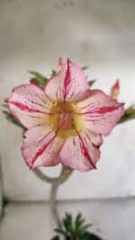 Planta Simples 2869  – 30cm – 02 anos