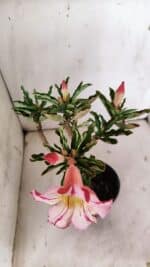 Planta Simples 2869  – 30cm – 02 anos - Imagem 4