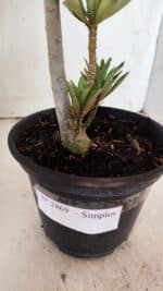 Planta Simples 2869  – 30cm – 02 anos - Imagem 7