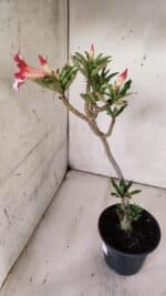 Planta Simples 2869  – 30cm – 02 anos - Imagem 6