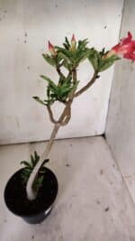 Planta Simples 2869  – 30cm – 02 anos - Imagem 5