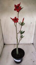 Planta Simples 2870  – 30cm – 02 anos - Imagem 2