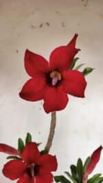 Planta Simples 2870  – 30cm – 02 anos