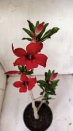 Planta Simples 2870  – 30cm – 02 anos - Imagem 5