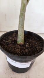 Planta Simples 2870  – 30cm – 02 anos - Imagem 8