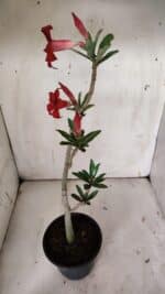 Planta Simples 2870  – 30cm – 02 anos - Imagem 7