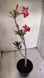 Planta Simples 2870  – 30cm – 02 anos - Imagem 6