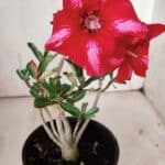 Planta Simples 2871  – 30cm – 02 anos