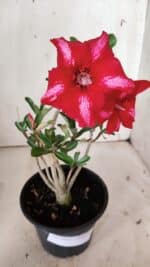 Planta Simples 2871  – 30cm – 02 anos