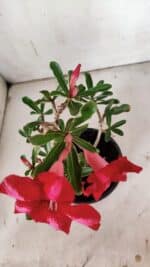 Planta Simples 2871  – 30cm – 02 anos - Imagem 4