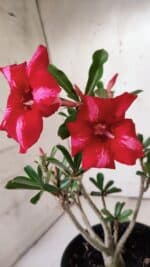 Planta Simples 2871  – 30cm – 02 anos - Imagem 3