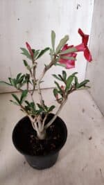 Planta Simples 2871  – 30cm – 02 anos - Imagem 6