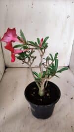 Planta Simples 2871  – 30cm – 02 anos - Imagem 5