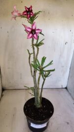 Planta Simples 2872  – 30cm – 02 anos - Imagem 2