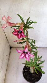 Planta Simples 2872  – 30cm – 02 anos - Imagem 4