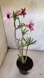 Planta Simples 2872  – 30cm – 02 anos - Imagem 6