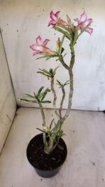 Planta Simples 2872  – 30cm – 02 anos - Imagem 5