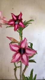 Planta Simples 2872  – 30cm – 02 anos