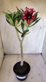 Planta Simples 2873  – 30cm – 02 anos - Imagem 2
