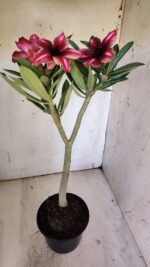 Planta Simples 2873  – 30cm – 02 anos - Imagem 7