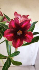 Planta Simples 2873  – 30cm – 02 anos