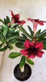 Planta Simples 2873  – 30cm – 02 anos - Imagem 4