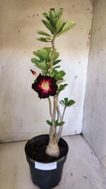 Planta Simples 2874  – 45cm – 03 anos - Imagem 2