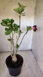 Planta Simples 2874  – 45cm – 03 anos - Imagem 7