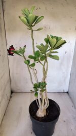 Planta Simples 2874  – 45cm – 03 anos - Imagem 6