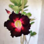 Planta Simples 2874  – 45cm – 03 anos